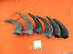 Buffalo Horns Bison Horns 8 to 11 from tip to base #3 Single Horns not pair
