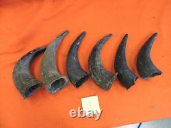 Buffalo Horns Bison Horns 8 to 11 from tip to base #3 Single Horns not pair