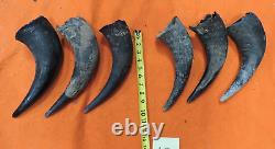Buffalo Horns Bison Horns 9 to 10 from tip to base #12 Single Horns not pair