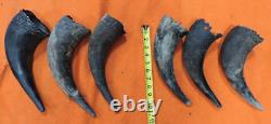 Buffalo Horns Bison Horns 9 to 10 from tip to base #12 Single Horns not pair