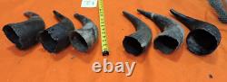 Buffalo Horns Bison Horns 9 to 10 from tip to base #12 Single Horns not pair