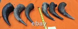 Buffalo Horns Bison Horns 9 to 10 from tip to base #12 Single Horns not pair