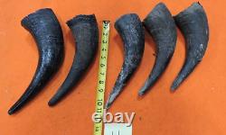 Buffalo Horns Bison Horns 9 to 11 from tip to base #11 Single Horns not pair