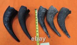 Buffalo Horns Bison Horns 9 to 11 from tip to base #11 Single Horns not pair