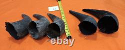 Buffalo Horns Bison Horns 9 to 11 from tip to base #11 Single Horns not pair