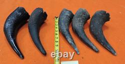 Buffalo Horns Bison Horns 9 to 11 from tip to base #11 Single Horns not pair