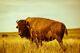 Buffalo Photography Print Vintage Style Picture of Bison in Oklahoma