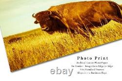 Buffalo Photography Print Vintage Style Picture of Bison in Oklahoma