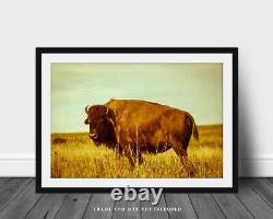 Buffalo Photography Print Vintage Style Picture of Bison in Oklahoma