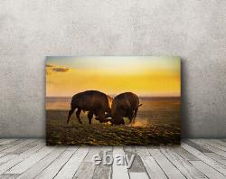 Buffalo Photography print scenic western wall art picture nature home decor