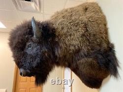 Buffalo Shoulder Mount Taxidermy (North American Bison) HUGE! (biggest on Ebay)