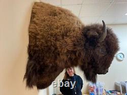 Buffalo Shoulder Mount Taxidermy (North American Bison) HUGE! (biggest on Ebay)