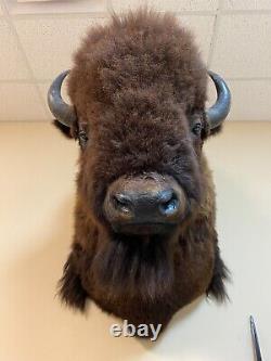 Buffalo Shoulder Mount Taxidermy (North American Bison) HUGE! (biggest on Ebay)