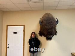 Buffalo Shoulder Mount Taxidermy (North American Bison) HUGE! (biggest on Ebay)