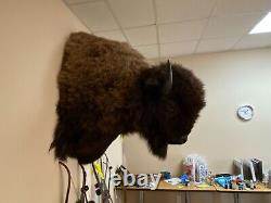 Buffalo Shoulder Mount Taxidermy (North American Bison) HUGE! (biggest on Ebay)