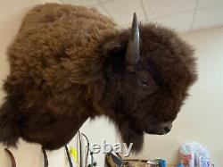 Buffalo Shoulder Mount Taxidermy (North American Bison) HUGE! (biggest on Ebay)