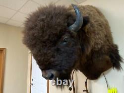 Buffalo Shoulder Mount Taxidermy (North American Bison) HUGE! (biggest on Ebay)