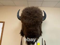 Buffalo Shoulder Mount Taxidermy (North American Bison) HUGE! (biggest on Ebay)