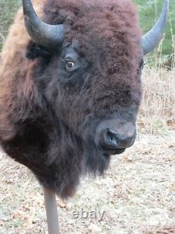 Buffalo Shoulder Mount/taxidermy/bison/hide/real