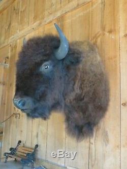 Buffalo Shoulder Mount/taxidermy/bison/hide/real #1