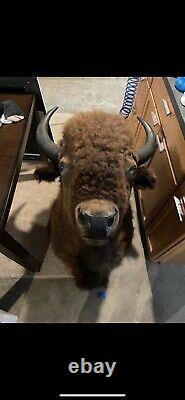 Buffalo Shoulder Mount/taxidermy/bison/hide/real 1