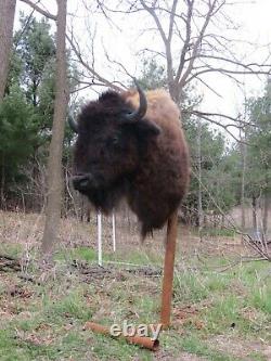 Buffalo Shoulder Mount/taxidermy/bison/hide/real 1
