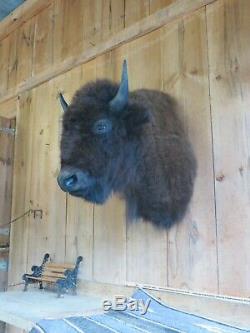 Buffalo Shoulder Mount/taxidermy/bison/hide/real 11