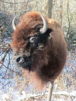 Buffalo Shoulder Mount/taxidermy/bison/hide/real 11