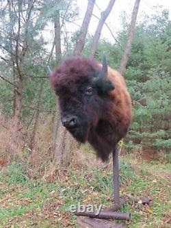 Buffalo Shoulder Mount/taxidermy/bison/hide/real