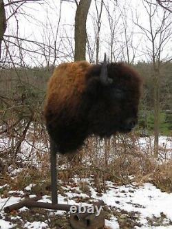Buffalo Shoulder Mount/taxidermy/bison/hide/real 12