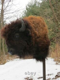 Buffalo Shoulder Mount/taxidermy/bison/hide/real 17