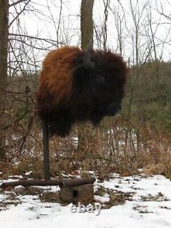 Buffalo Shoulder Mount/taxidermy/bison/hide/real 17