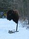 Buffalo Shoulder Mount/taxidermy/bison/hide/real 2