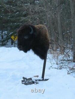 Buffalo Shoulder Mount/taxidermy/bison/hide/real 2