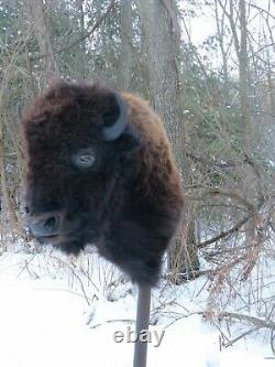 Buffalo Shoulder Mount/taxidermy/bison/hide/real 2