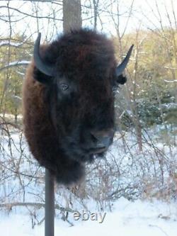 Buffalo Shoulder Mount/taxidermy/bison/hide/real 2