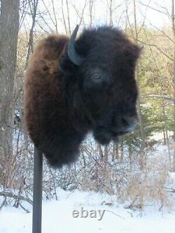 Buffalo Shoulder Mount/taxidermy/bison/hide/real 2