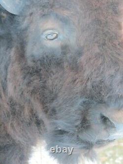 Buffalo Shoulder Mount/taxidermy/bison/hide/real 2