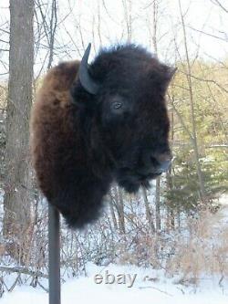 Buffalo Shoulder Mount/taxidermy/bison/hide/real 2