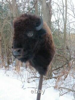 Buffalo Shoulder Mount/taxidermy/bison/hide/real 2