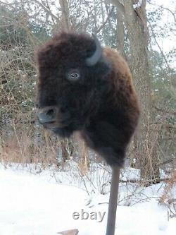 Buffalo Shoulder Mount/taxidermy/bison/hide/real 2