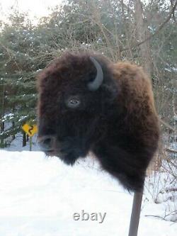 Buffalo Shoulder Mount/taxidermy/bison/hide/real 2