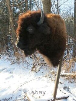 Buffalo Shoulder Mount/taxidermy/bison/hide/real 22