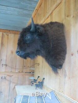 Buffalo Shoulder Mount/taxidermy/bison/hide/real 22