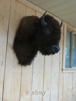 Buffalo Shoulder Mount/taxidermy/bison/hide/real 3