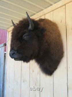 Buffalo Shoulder Mount/taxidermy/bison/hide/real 3