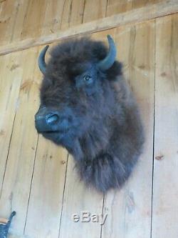 Buffalo Shoulder Mount/taxidermy/bison/hide/real 33
