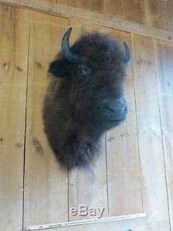Buffalo Shoulder Mount/taxidermy/bison/hide/real 33