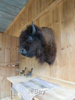 Buffalo Shoulder Mount/taxidermy/bison/hide/real 4