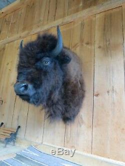 Buffalo Shoulder Mount/taxidermy/bison/hide/real 4